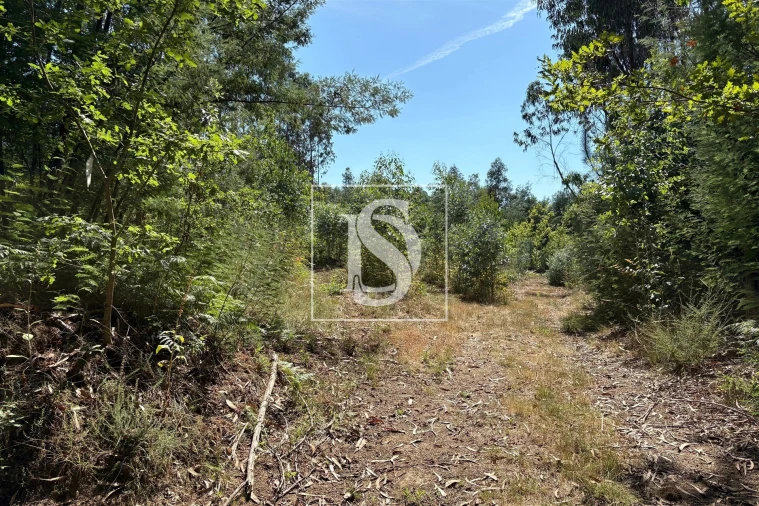 Terreno Agricola ou Rústico para Venda em Tondela e Nandufe Foto 12