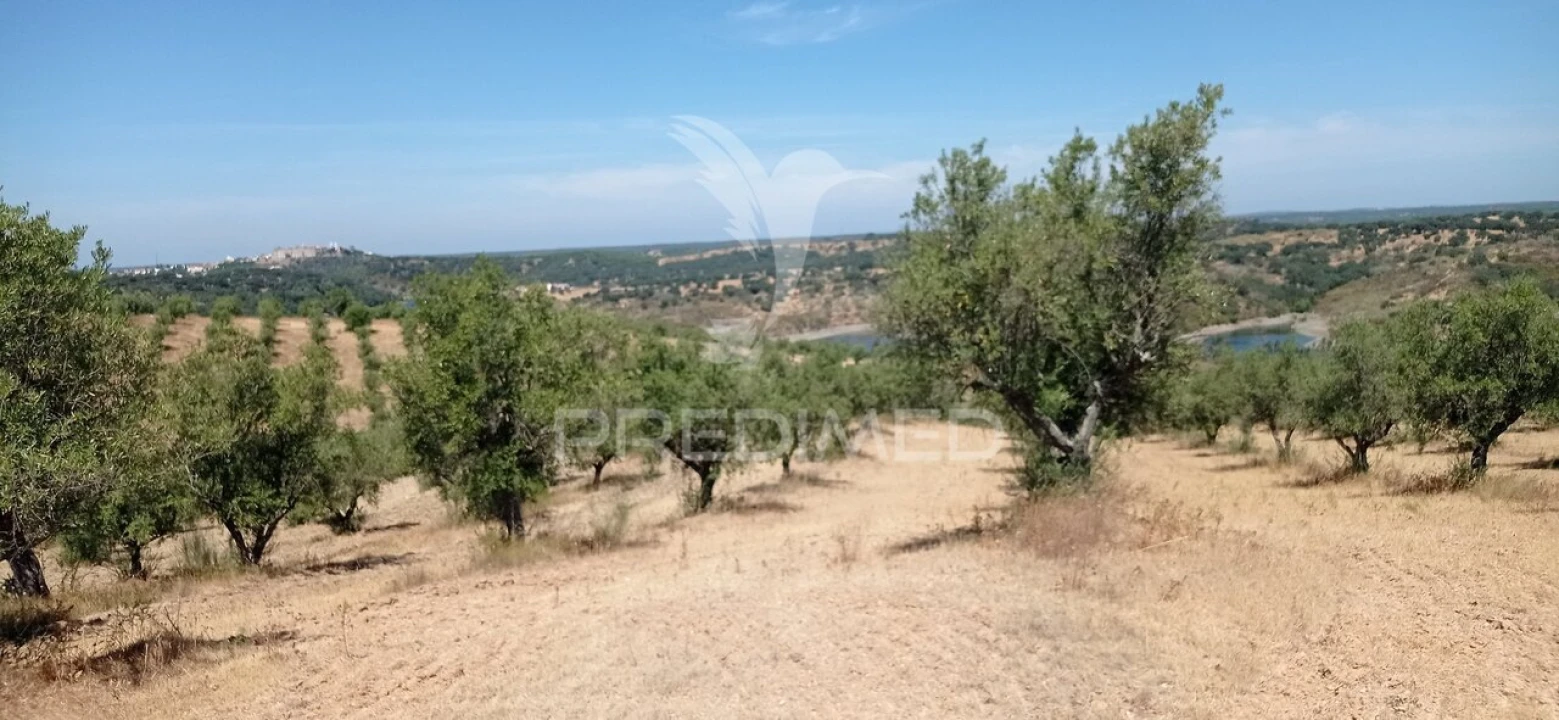 Terreno para Venda em Avis Foto 9