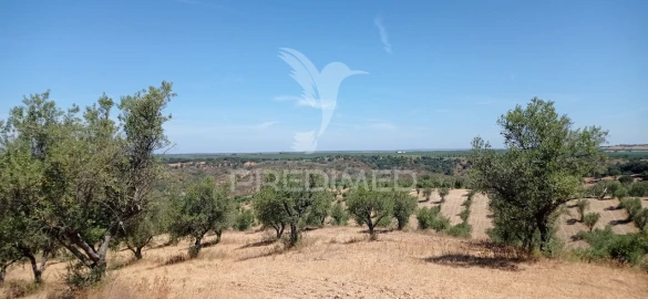 Terreno para Venda em Avis