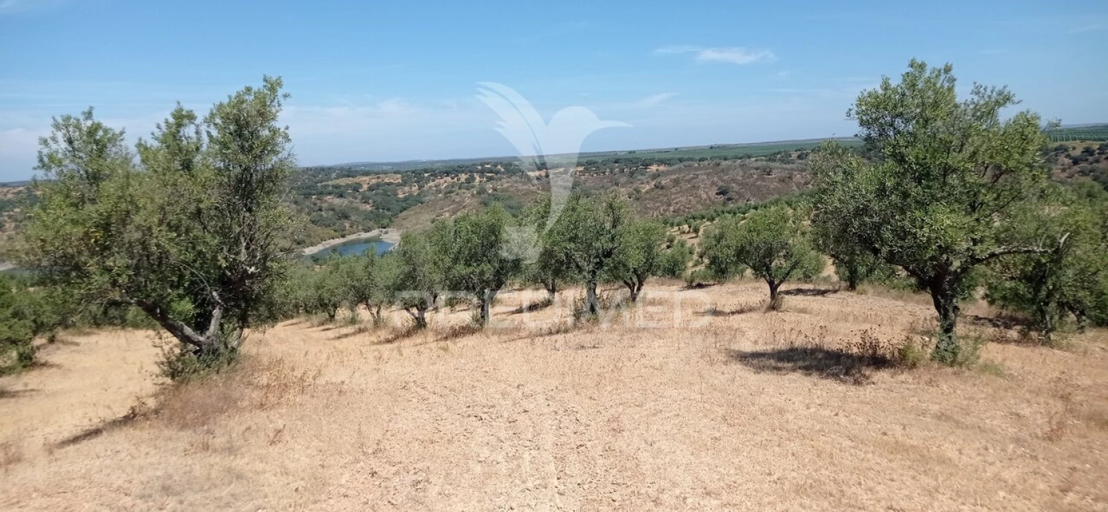 Terreno para Venda em Avis Foto 8