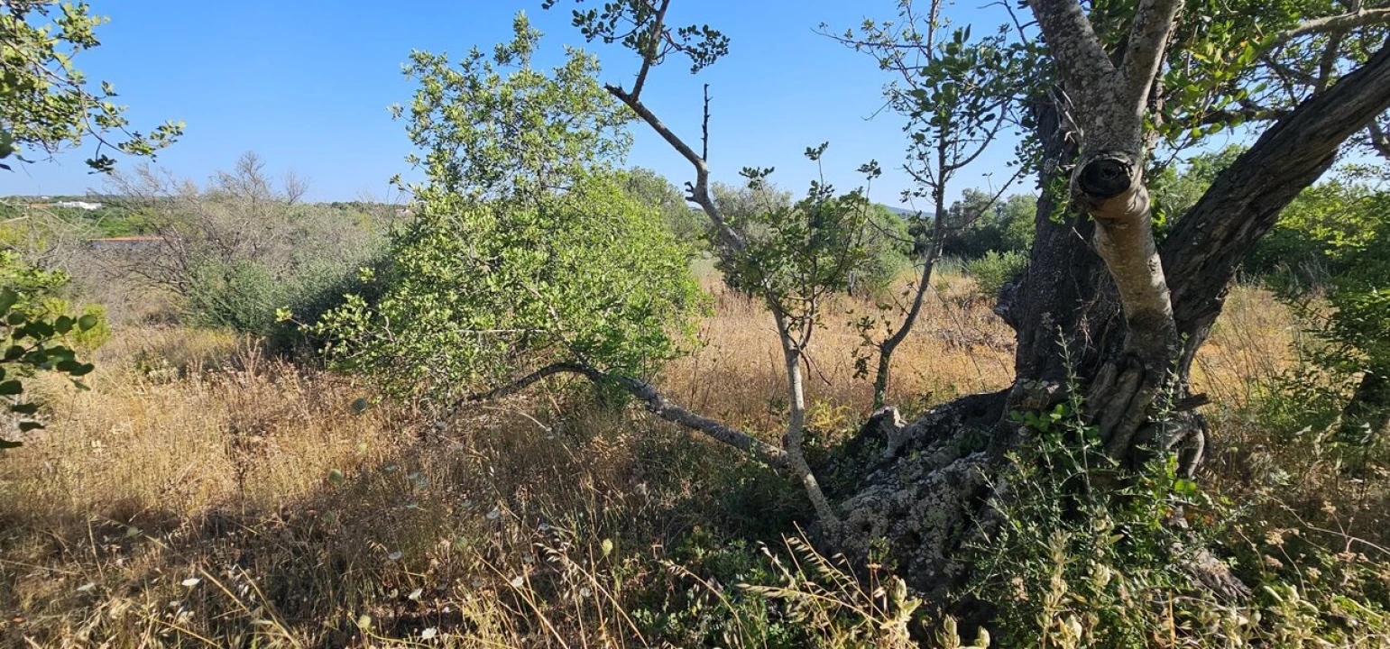 Terreno para Venda em São Bartolomeu de Messines Foto 1
