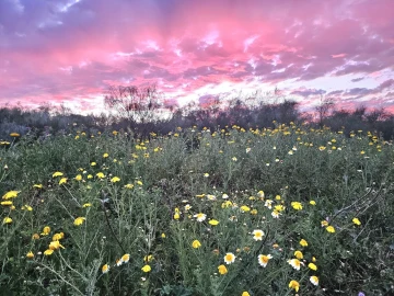Terreno para Venda em São Bartolomeu de Messines