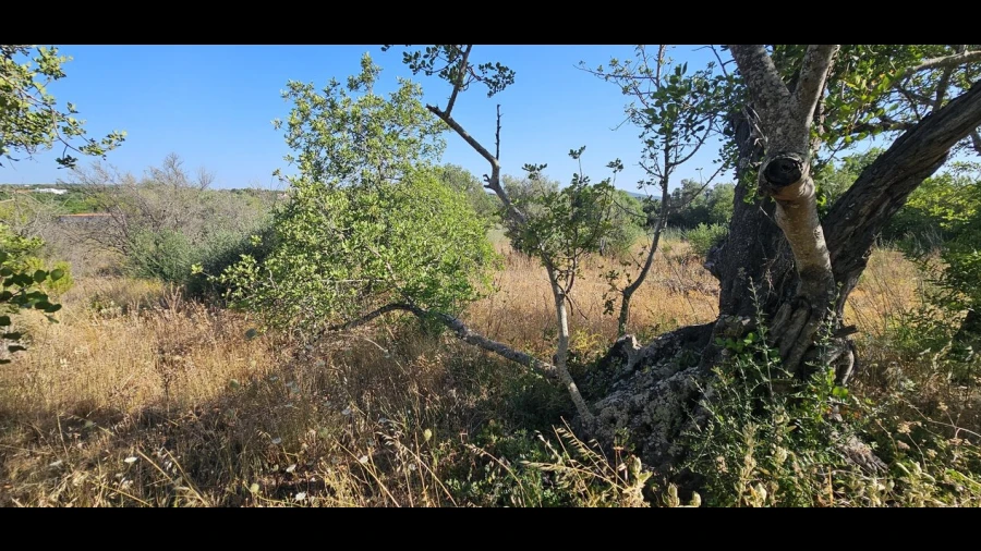 Terreno para Venda em São Bartolomeu de Messines
