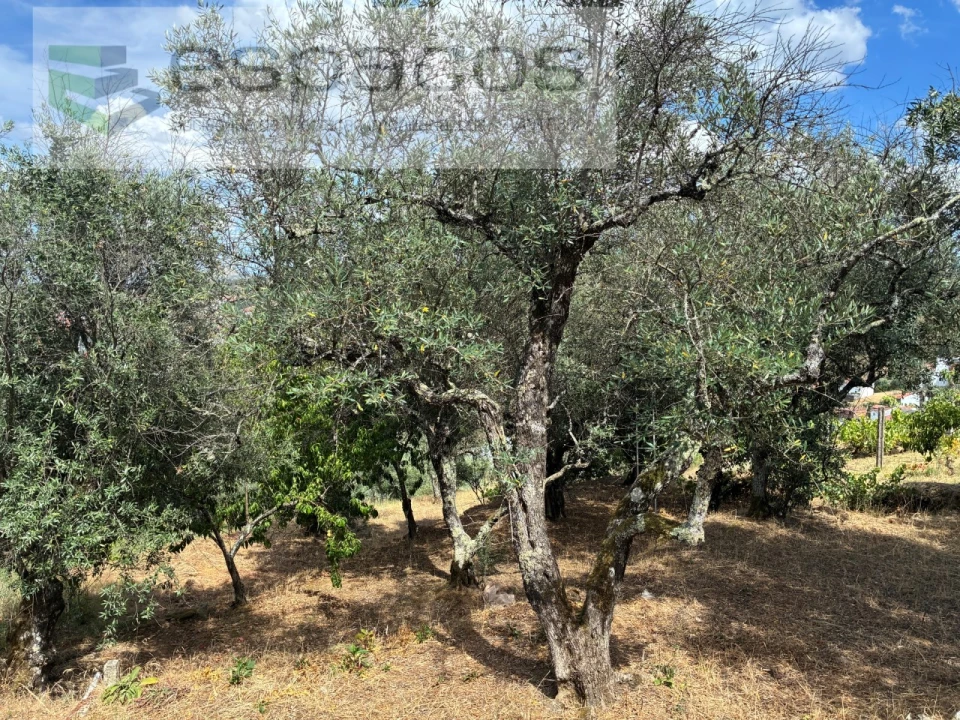 Terreno para Venda em Silvares Foto 6