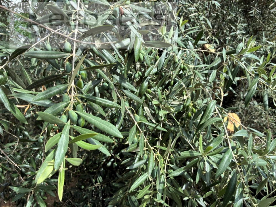 Terreno para Venda em Silvares Foto 11