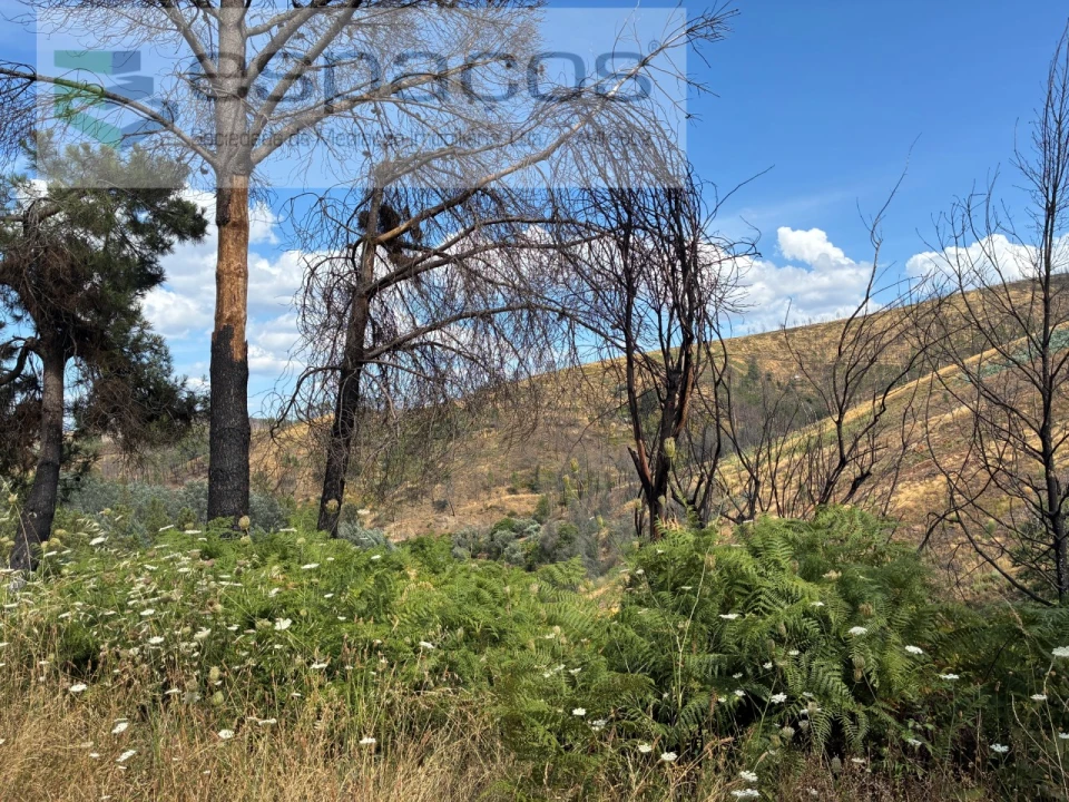 Terreno para Venda em Silvares Foto 17