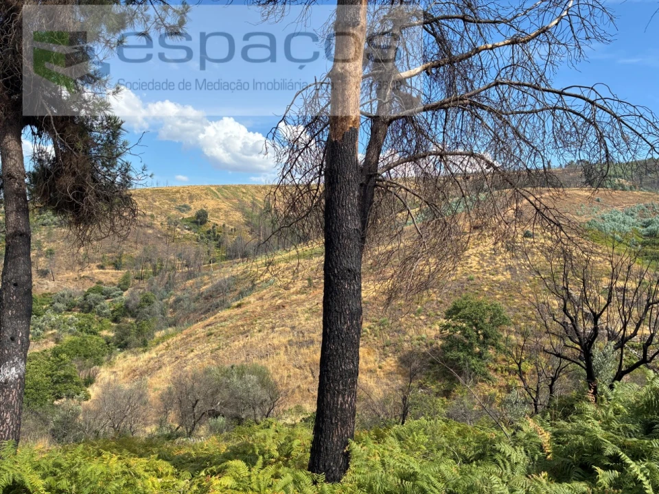 Terreno para Venda em Silvares Foto 19