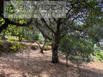 Terreno para Venda em Silvares
