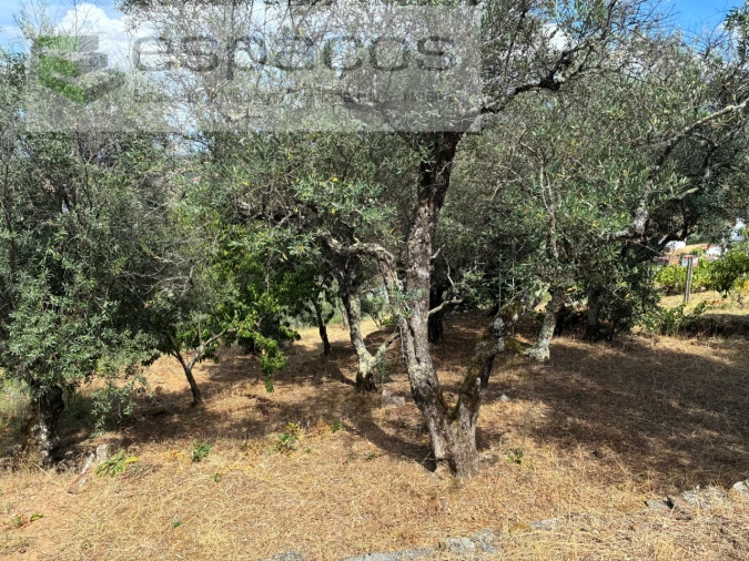 Terreno para Venda em Silvares Foto 5