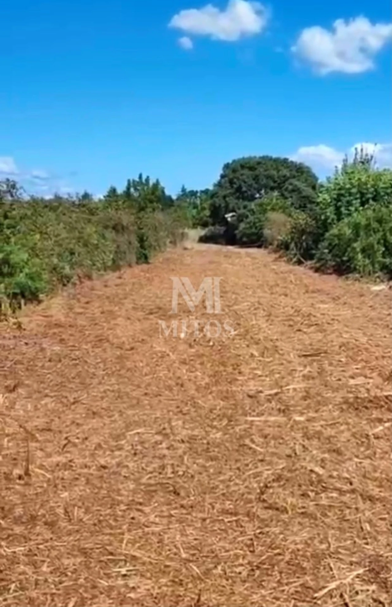 Terreno para Venda em Cardielos e Serreleis Foto 4