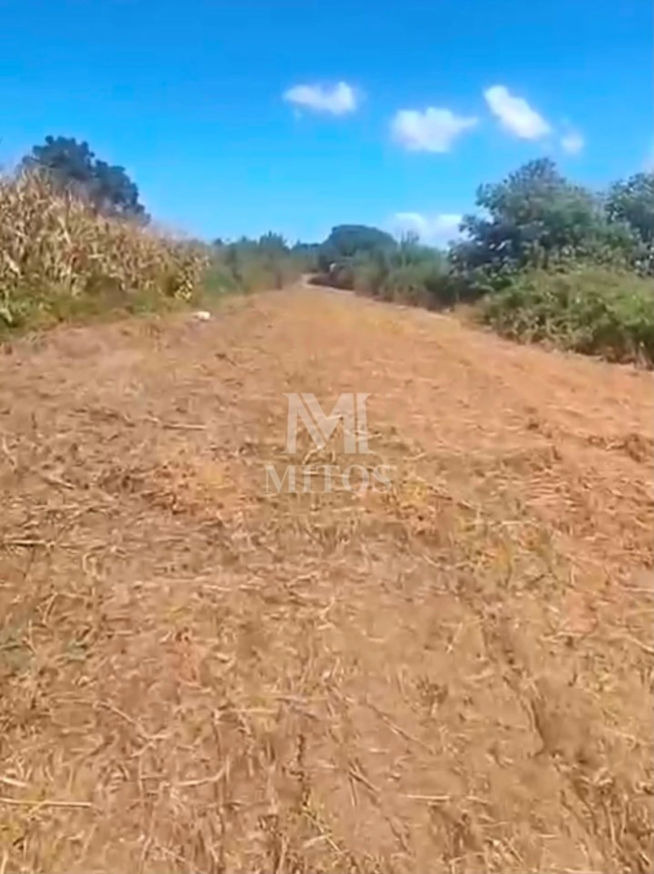 Terreno para Venda em Cardielos e Serreleis Foto 5