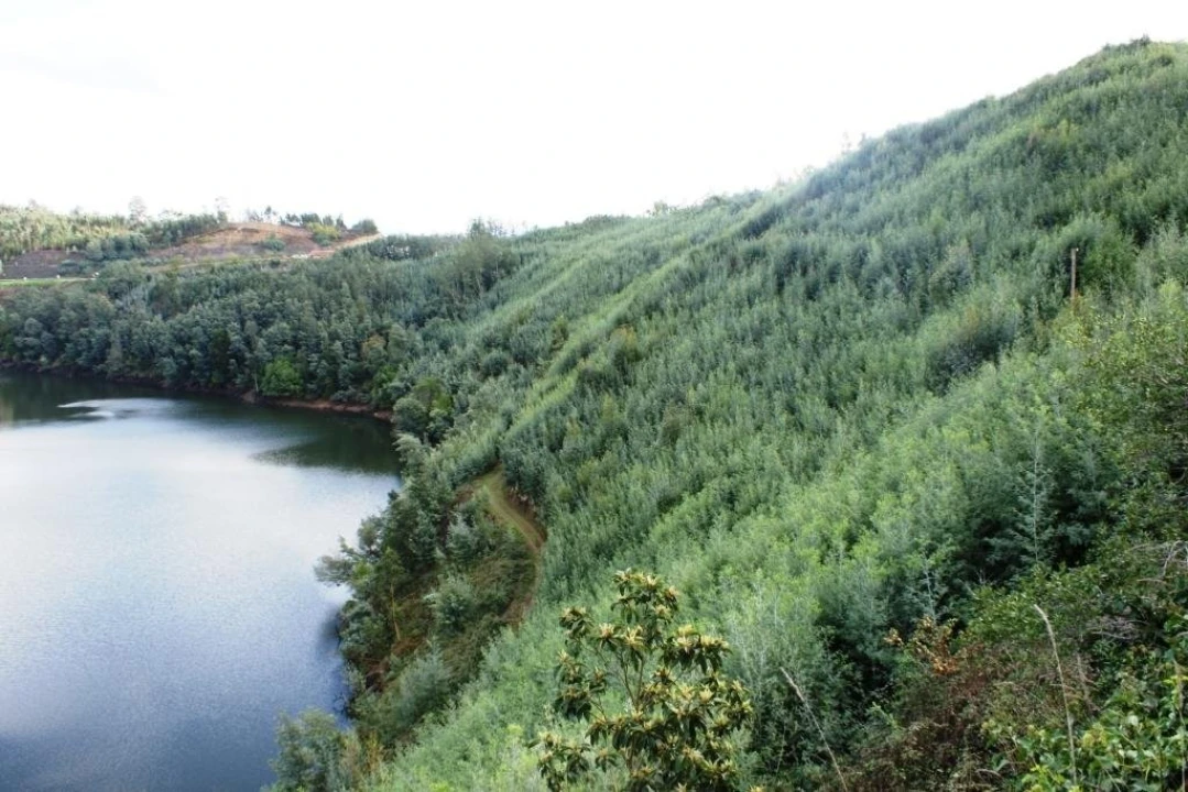 Quinta T15 para Venda em Penacova Foto 23