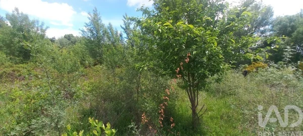 Terreno para Venda em Enxames