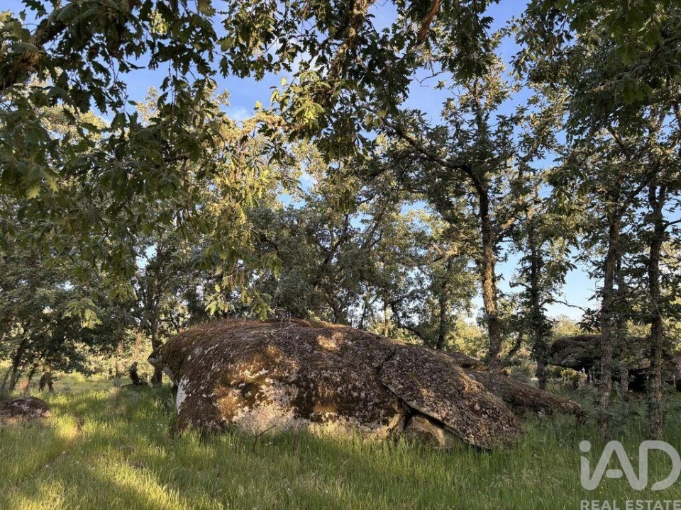 Terreno para Venda em Monsanto e Idanha-A-Velha Foto 10