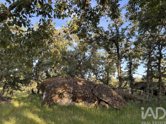 Terreno para Venda em Monsanto e Idanha-A-Velha Foto 10