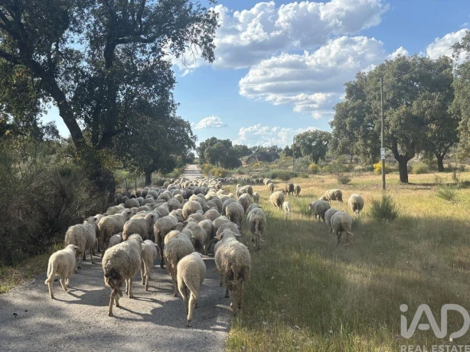 Terreno para Venda em Monsanto e Idanha-A-Velha Foto 11