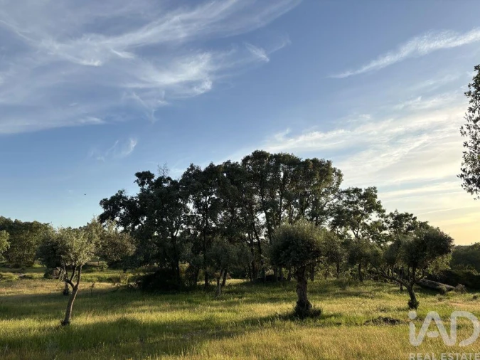 Terreno para Venda em Monsanto e Idanha-A-Velha Foto 6