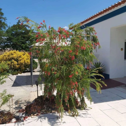 Quinta T8 para Venda em Landeira Foto 12