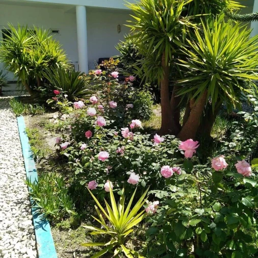 Quinta T8 para Venda em Landeira Foto 4