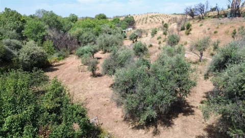 Terreno Agricola ou Rústico para Venda em Medelim