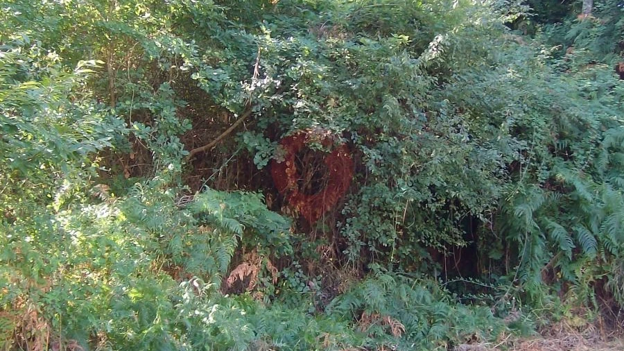 Terreno para Venda em São Paio