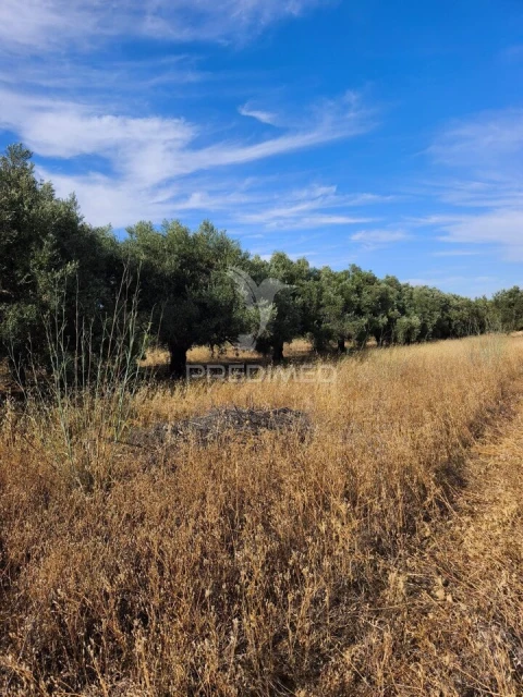 Terreno para Venda em Paderne