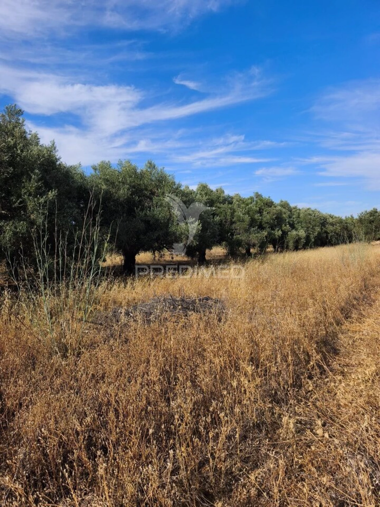 Terreno para Venda em Paderne Foto 6