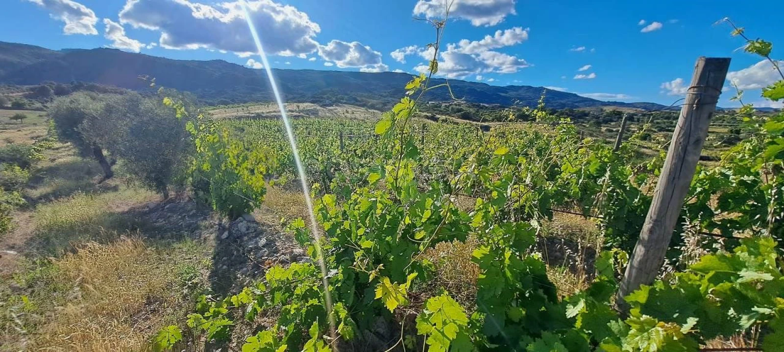 Terreno para Venda em Cabeça Boa Foto 10
