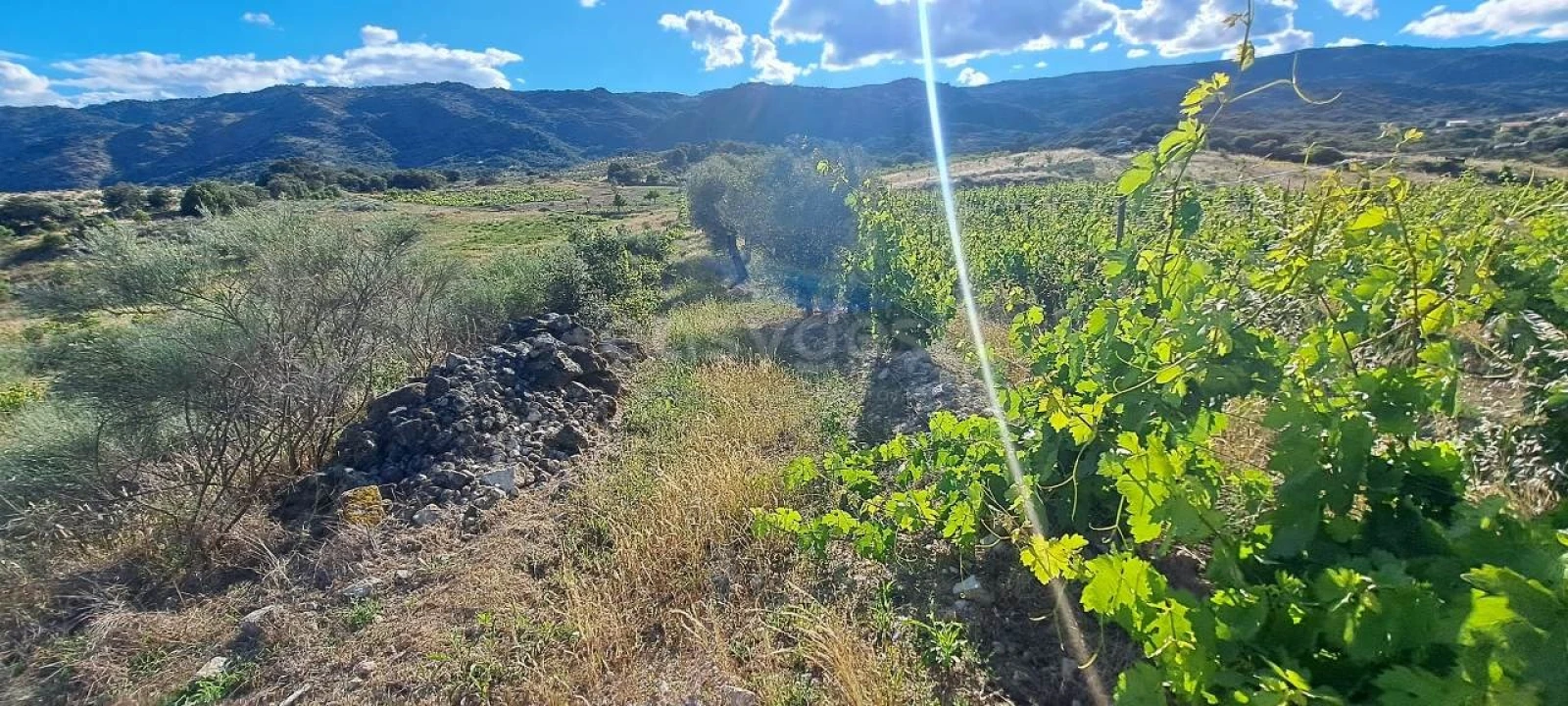 Terreno para Venda em Cabeça Boa Foto 11