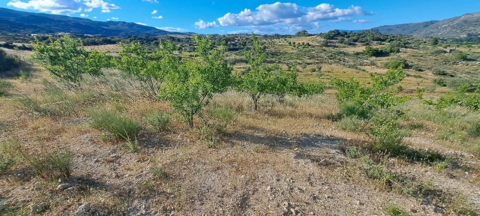 Terreno para Venda em Cabeça Boa Foto 13