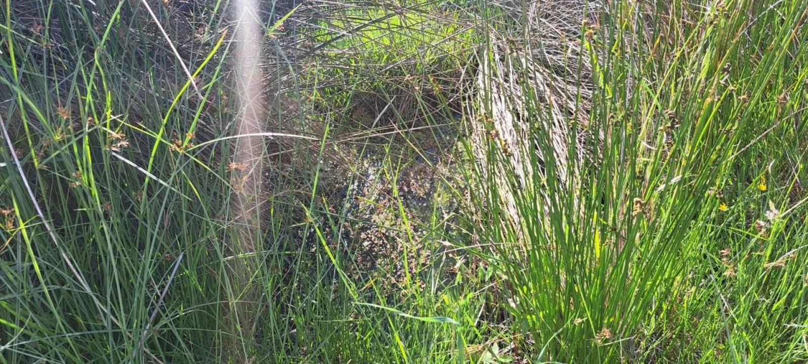 Terreno para Venda em Cabeça Boa Foto 15