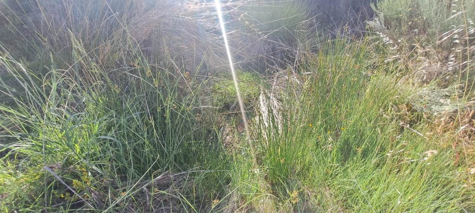 Terreno para Venda em Cabeça Boa Foto 17