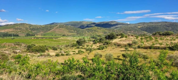 Terreno para Venda em Cabeça Boa