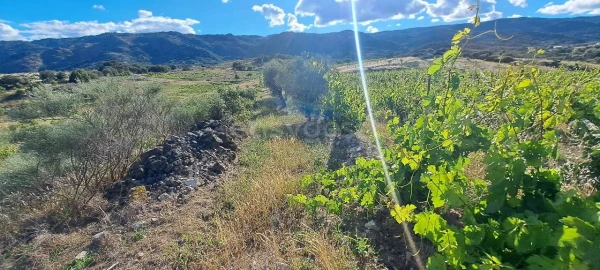 Terreno para Venda em Cabeça Boa