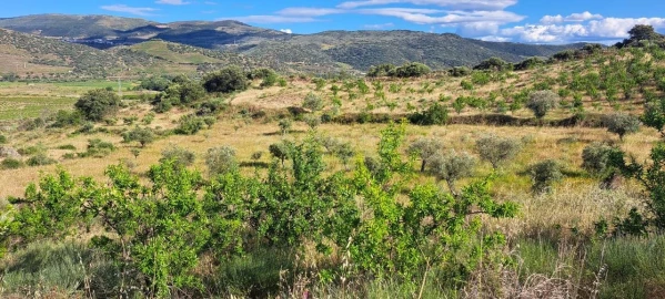Terreno para Venda em Cabeça Boa