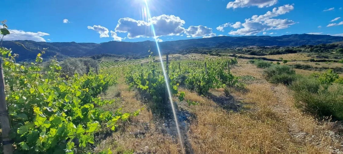 Terreno para Venda em Cabeça Boa Foto 9