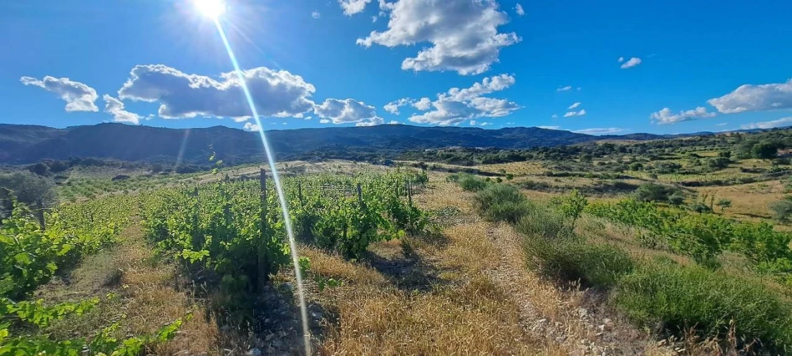 Terreno para Venda em Cabeça Boa Foto 14