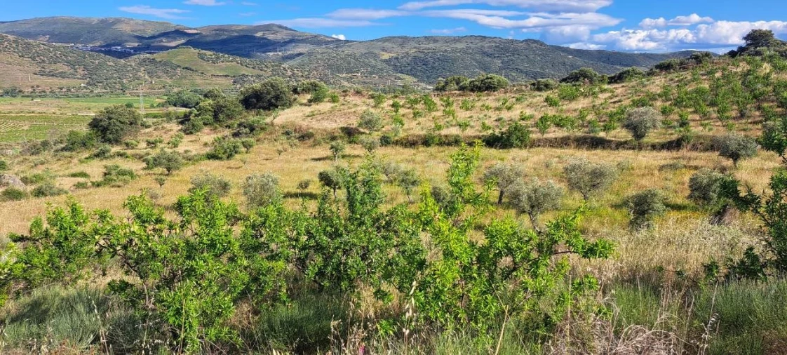 Terreno para Venda em Cabeça Boa Foto 18