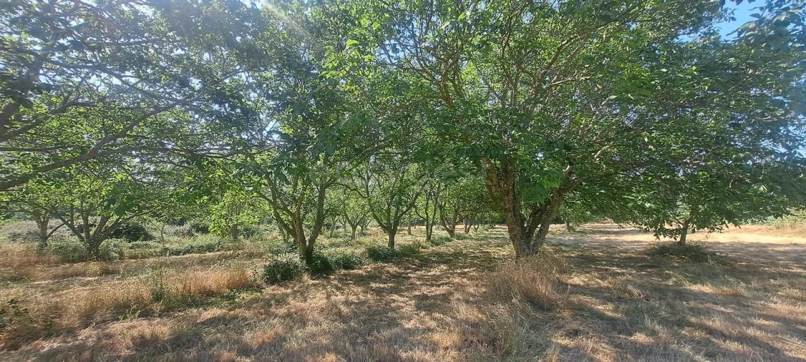 Terreno para Venda em Carviçais Foto 1