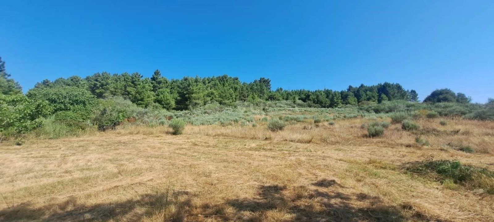 Terreno para Venda em Carviçais Foto 2