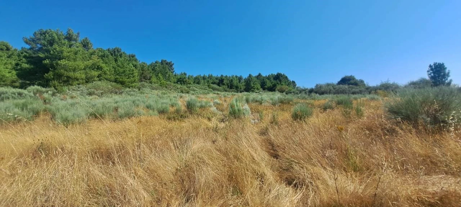 Terreno para Venda em Carviçais Foto 3