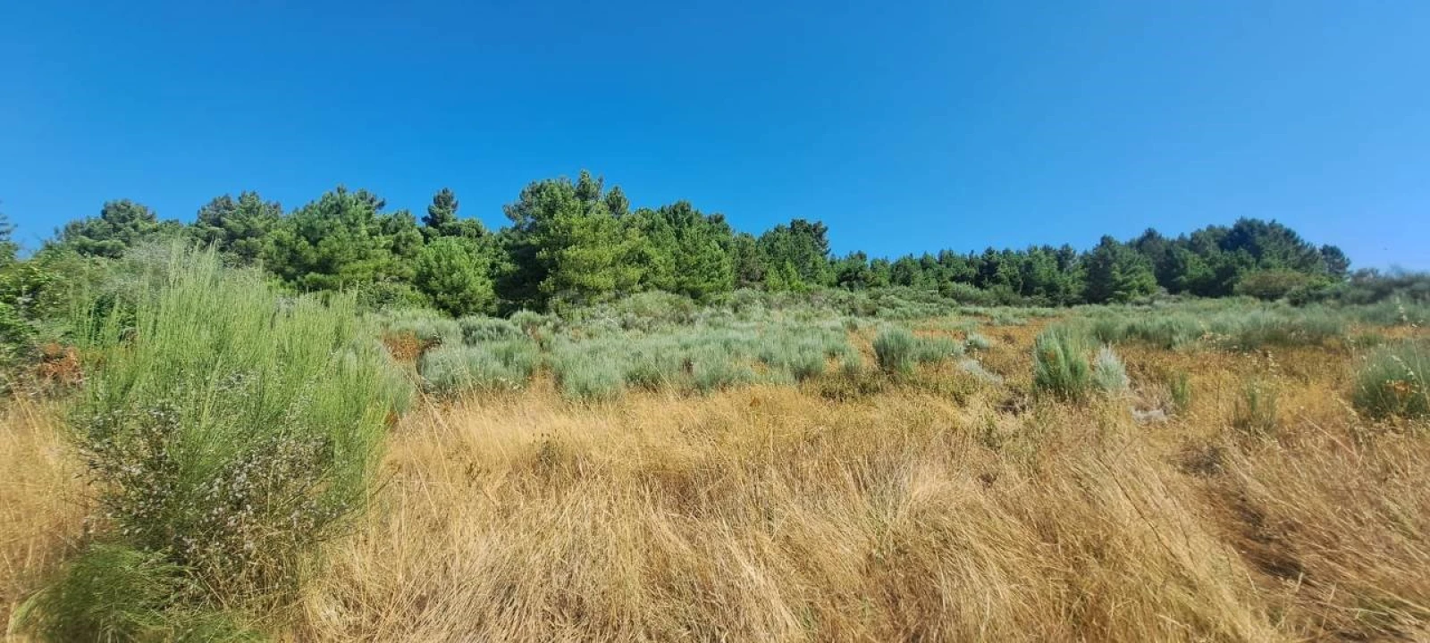 Terreno para Venda em Carviçais Foto 4