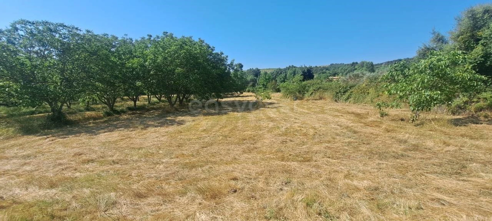 Terreno para Venda em Carviçais Foto 5
