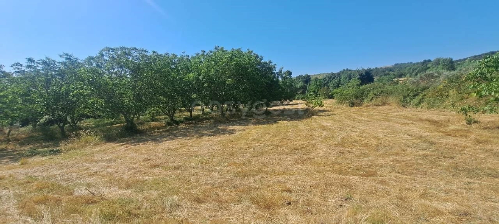 Terreno para Venda em Carviçais Foto 6
