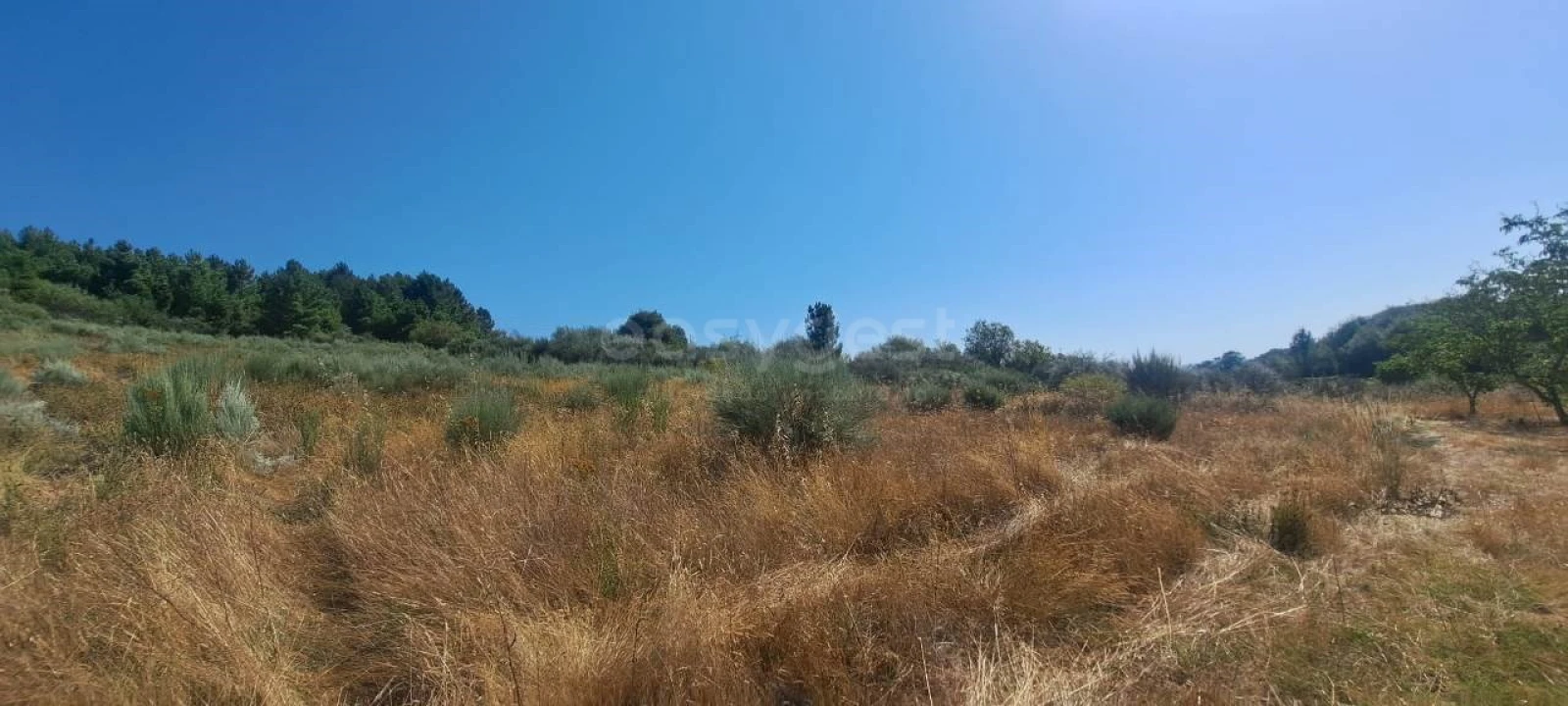 Terreno para Venda em Carviçais Foto 7