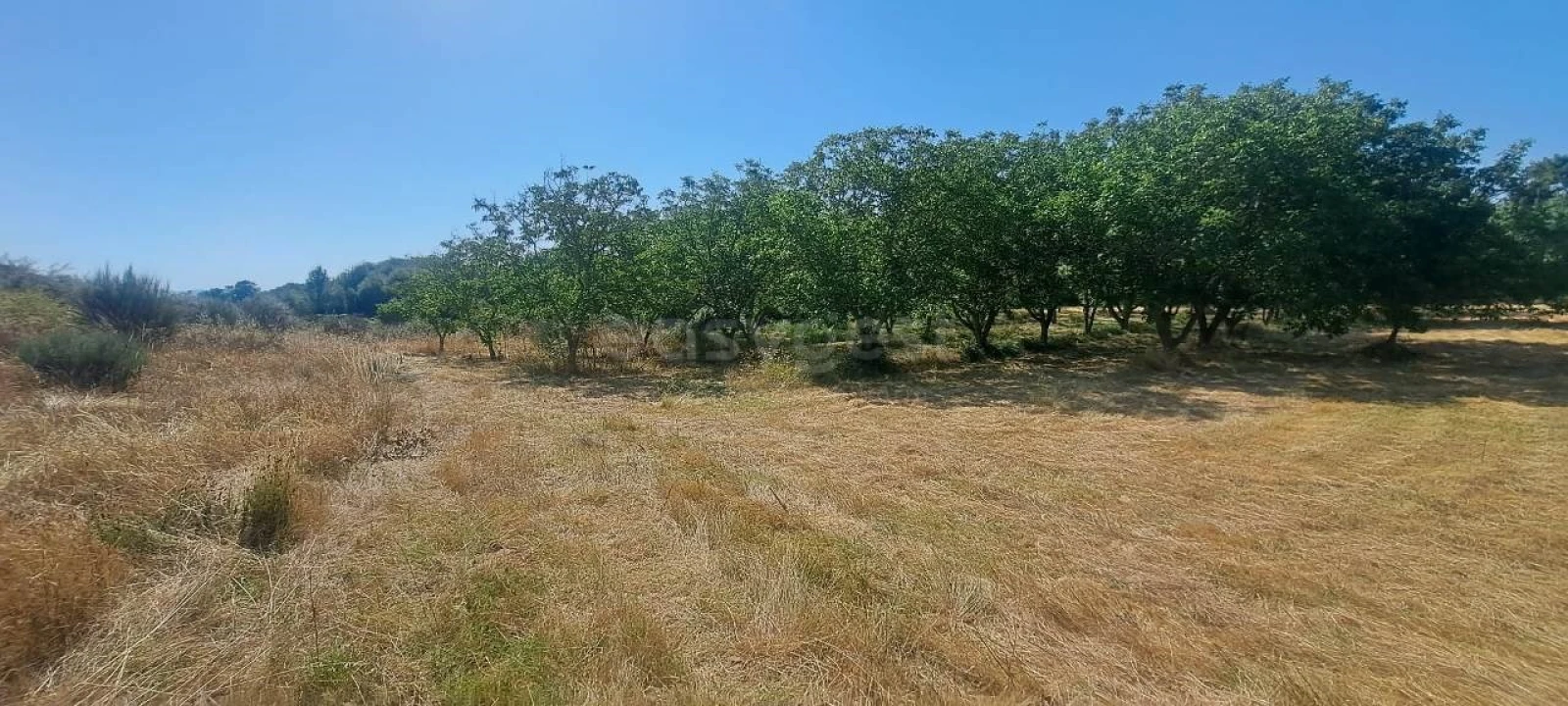Terreno para Venda em Carviçais Foto 8