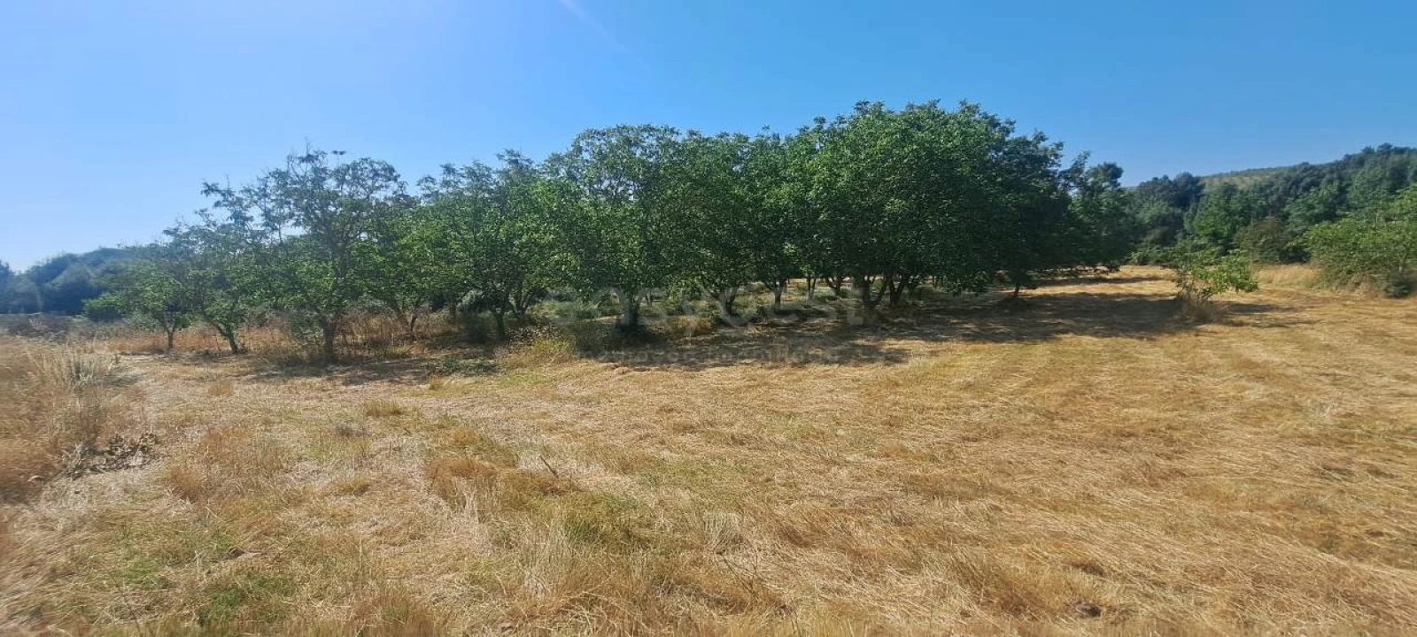 Terreno para Venda em Carviçais Foto 9