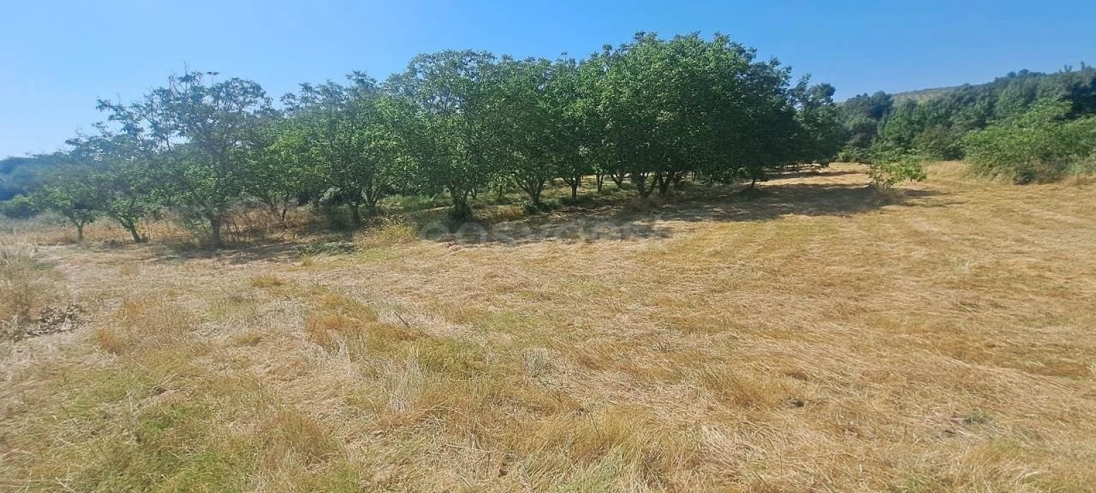 Terreno para Venda em Carviçais Foto 12