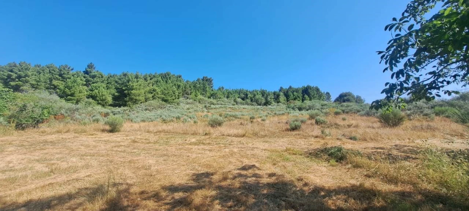 Terreno para Venda em Carviçais Foto 13