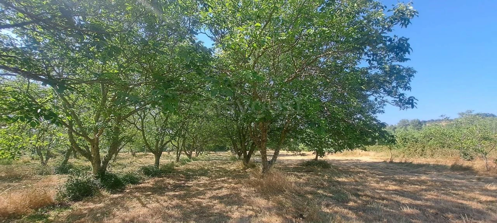 Terreno para Venda em Carviçais Foto 14